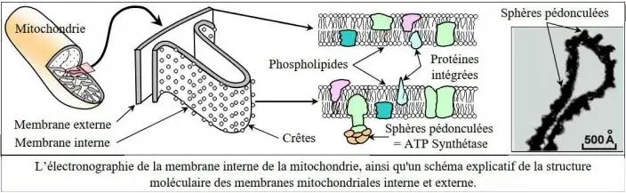 Libération de l'énergie emmagasinée dans la matière organique
